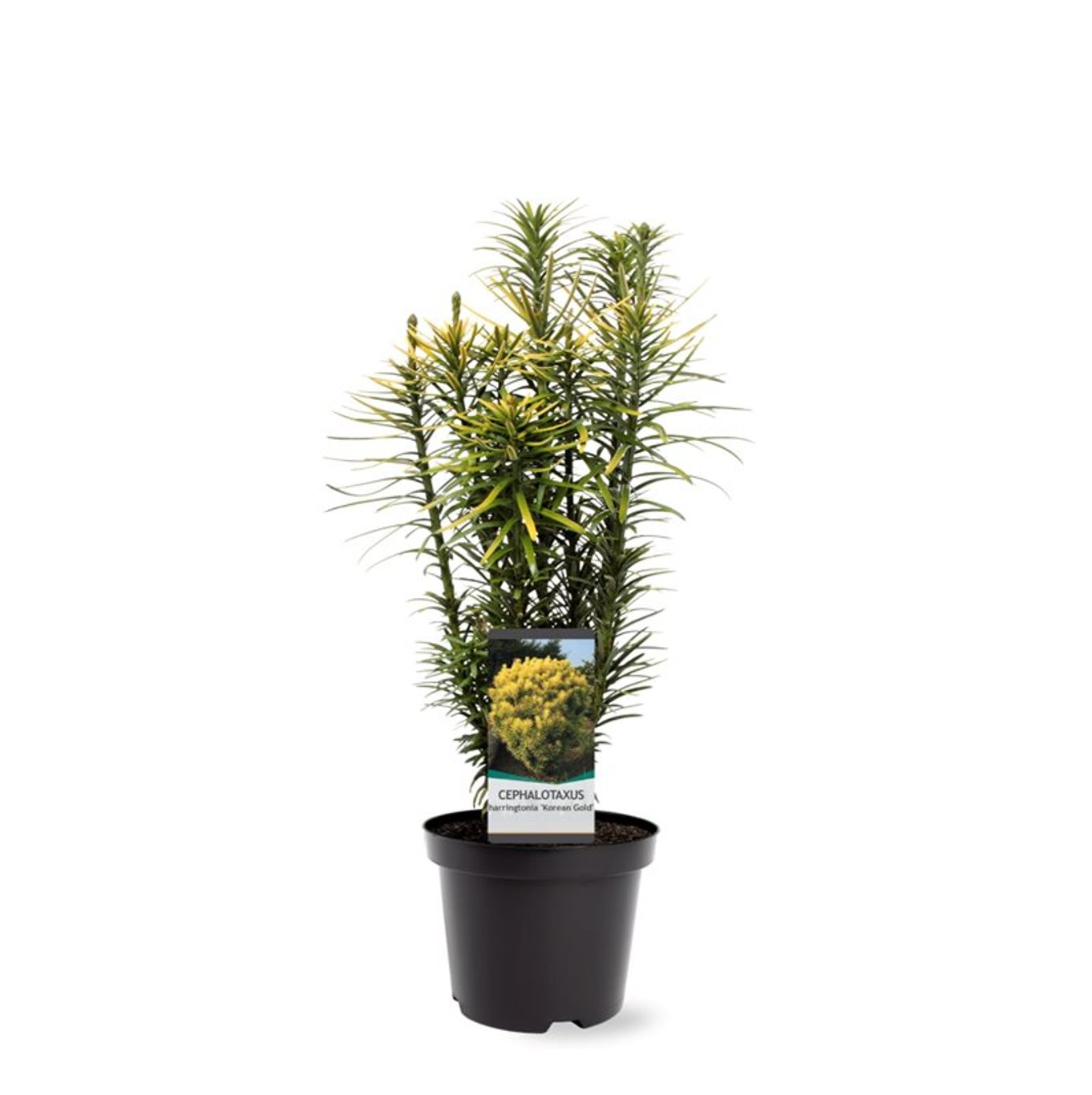 Plommonidegran – Cephalotaxus harringtonii 'Korean Gold' - C3 30-40 CM